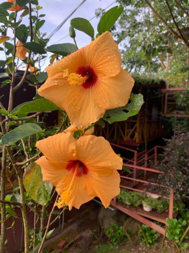 an orange flower on a plant with a house in the background at Nắng Xinh Homestay in Xuan An