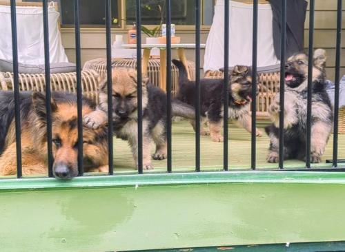 a group of dogs sitting in a cage at Amamoor - Living Waters in Amamoor