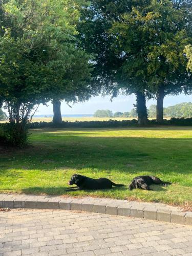 two dogs laying in the grass in a park at Værelse ved Nykøbing F. in Nykøbing Falster