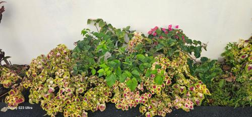 a group of plants with pink and yellow flowers at Villa Rosie in Sainte-Rose