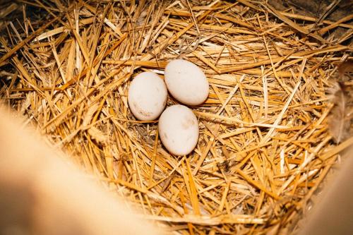 three eggs sitting in a nest of hay at Ranczo Brusno in Połczyn-Zdrój