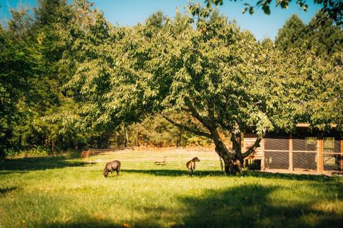 two animals grazing in a field under a tree at Ranczo Brusno in Połczyn-Zdrój