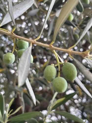 a bunch of green fruit on a tree at Residence19ilborgo in Asolo