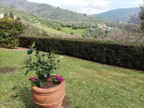 a potted plant with pink flowers in a yard at Villa Camelia Tuscany in Pescia