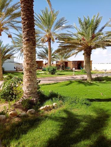 a group of palm trees in a park at Garden12 Outdoor & More in Douz