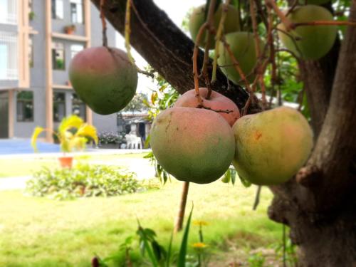 ELIRA Chez Dr Nkongolo