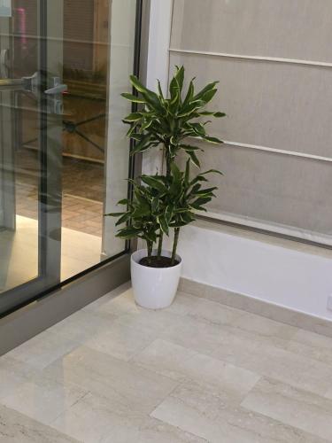 a plant in a white pot sitting in front of a door at Hotel Marco Polo Airport hotel in Campalto
