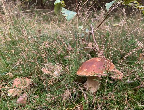 a brown mushroom in the grass in a field at Projekt Przełazy in Przełazy