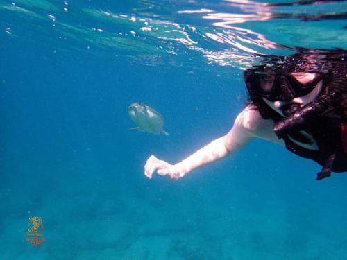 a woman swimming in the water with a fish at Rooster Run Camping is a - rooftop & elevated camping experience! Incredible views of The Rain Forrest and Culebra across the Atlantic Ocean - Tents, towels, comfortable Air Beds, Warm Shower-Central Location- 5 beaches -25 min walk & Ferry is 20 min in Vieques