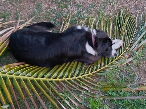 a black goat laying on a yellow net at Rooster Run Camping is a - rooftop & elevated camping experience! Incredible views of The Rain Forrest and Culebra across the Atlantic Ocean - Tents, towels, comfortable Air Beds, Warm Shower-Central Location- 5 beaches -25 min walk & Ferry is 20 min in Vieques