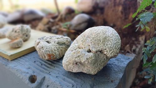 a group of rocks sitting on top of a table at Rooster Run Camping is a - rooftop & elevated camping experience! Incredible views of The Rain Forrest and Culebra across the Atlantic Ocean - Tents, towels, comfortable Air Beds, Warm Shower-Central Location- 5 beaches -25 min walk & Ferry is 20 min in Vieques