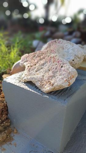 a piece of bread sitting on a concrete block at Rooster Run Camping is a - rooftop & elevated camping experience! Incredible views of The Rain Forrest and Culebra across the Atlantic Ocean - Tents, towels, comfortable Air Beds, Warm Shower-Central Location- 5 beaches -25 min walk & Ferry is 20 min in Vieques