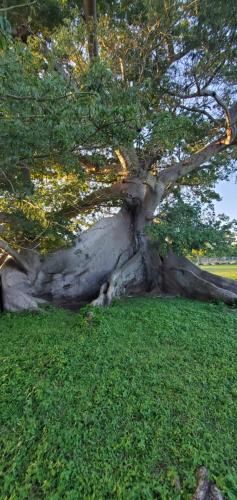 a large tree sitting on top of a lush green field at Rooster Run Camping is a - rooftop & elevated camping experience! Incredible views of The Rain Forrest and Culebra across the Atlantic Ocean - Tents, towels, comfortable Air Beds, Warm Shower-Central Location- 5 beaches -25 min walk & Ferry is 20 min in Vieques
