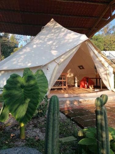 a white tent in a yard with a cactus at Pishku Wasi in Quito