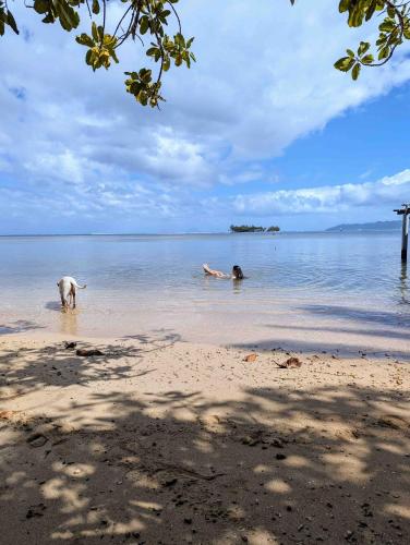 two people and a dog in the water on a beach at RAIATEA - The BEACH HOUSE - plage sur le lagon ! in Tevaitoa