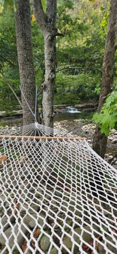 a hammock in front of trees and a creek at Lot 7 Tiny Home on the River in Cosby