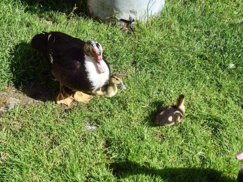 a duck and a baby duck in the grass at 7 person holiday home in VÅGLAND in Vågland