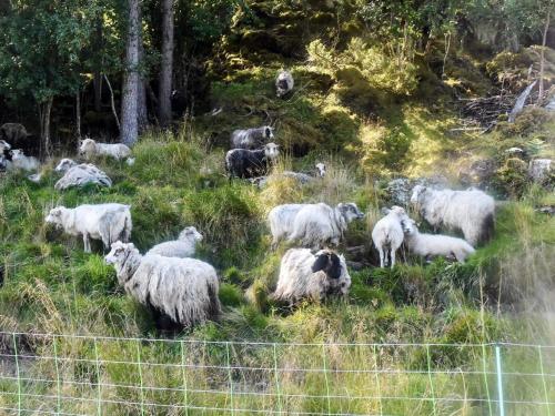 a herd of sheep grazing in a field of grass at 7 person holiday home in VÅGLAND in Vågland