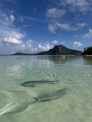 two sharks swimming in the water in the ocean at Penu Maurua 2 in Te-Fare-Arii