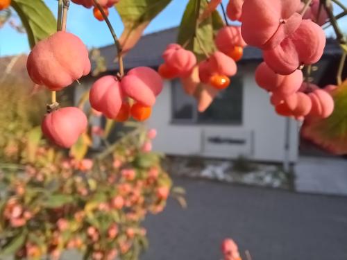 a bunch of red fruit hanging from a tree at Villa Vamus Vendég- és RendezvényHáz in Vámosszabadi