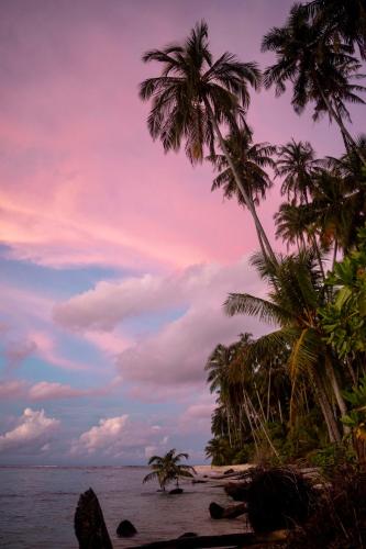 a group of palm trees on a beach with the ocean at Ira Bungalows Pulau Banyak in Alaban