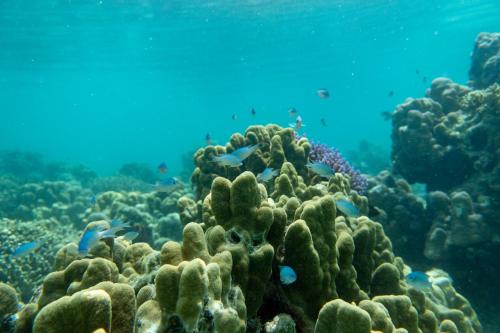 a coral reef with fish in the ocean at Ira Bungalows Pulau Banyak in Alaban
