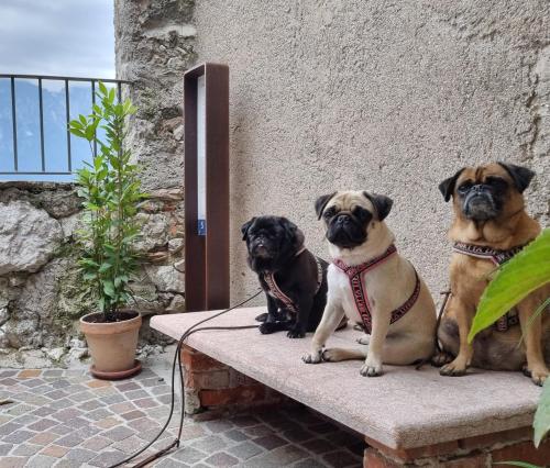 Ospiti di Locanda Al Castelletto con animali domestici