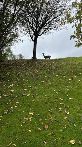 a dog standing next to a tree in a field at Relaxing, cozy 1 double room in Edinburgh