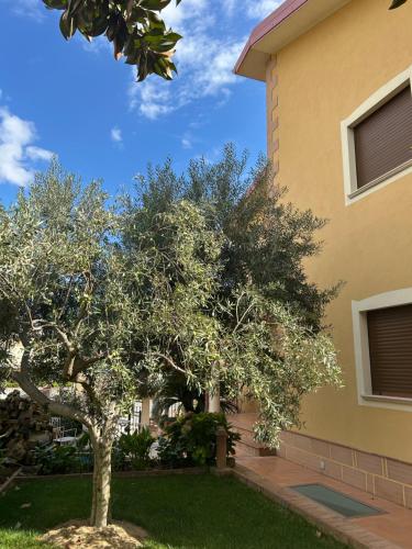 a tree in a yard next to a house at B&B Villa Maria in Catanzaro