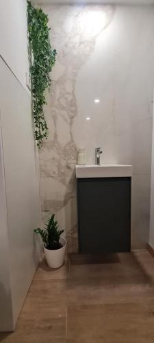 a bathroom with a sink and a potted plant at Casa da Igreja-Abadim in Cabeceiras de Basto