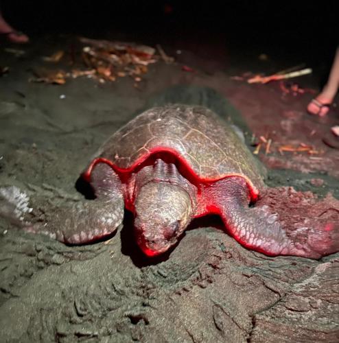 a turtle with red eyes laying on the ground at Rancho Burica in Pavones