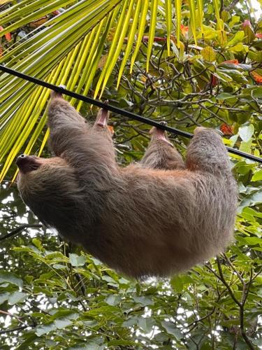 a brown sloth hanging from a palm tree at Rancho Burica in Pavones