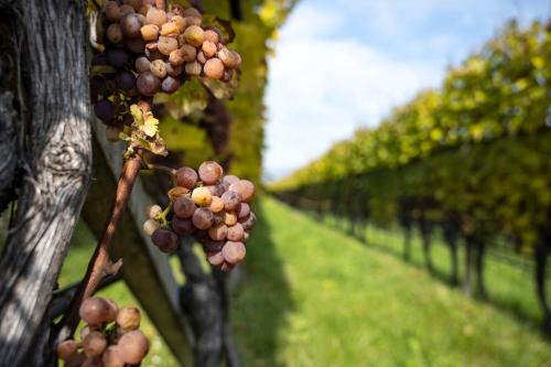 a bunch of grapes hanging from a row of trees at Hotel Girlanerhof in Appiano sulla Strada del Vino
