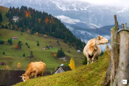 two cows standing on top of a grassy hill at Pensiunea Hanul Dorului in Drumu Carului