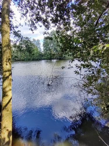 a view of a lake with trees in the foreground at Huisje aan het water in Lichtervelde