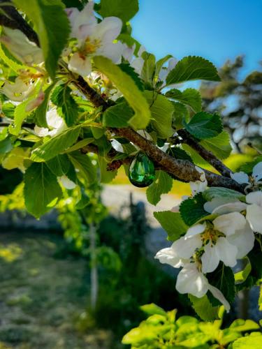 a branch of a tree with white flowers at Villa Hav & Hygge in Borrby