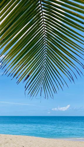 a palm leaf on a beach near the ocean at Caribbean Escape Coco & Mango in Baie Nettle