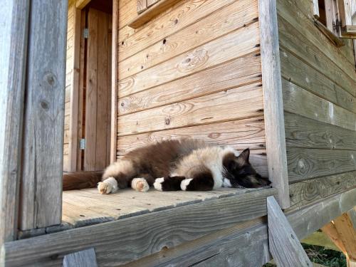 Mascotas con sus dueños en Dům splněných přání