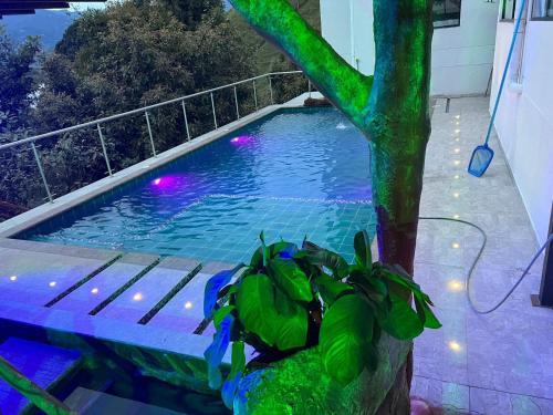 a pool with a plant next to a tree at Hotel Golden Hills Manizales in Manizales