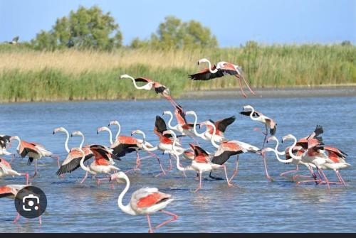 un troupeau de flamants roses se promenant dans l'eau dans l'établissement Logement atypique sur l'eau aux portes de la Camargue, au Grau-du-Roi