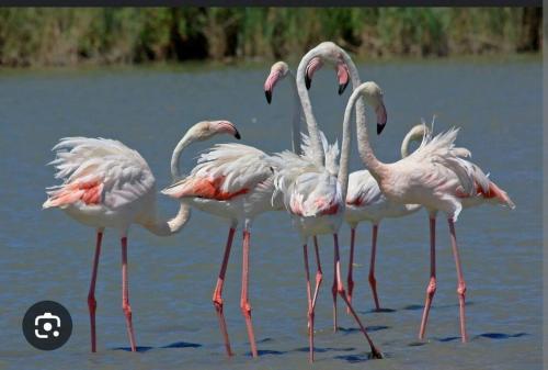 un groupe de flamants debout dans l'eau dans l'établissement Logement atypique sur l'eau aux portes de la Camargue, au Grau-du-Roi
