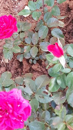 a group of pink roses in a garden at African Silhouette Guesthouse in Benoni