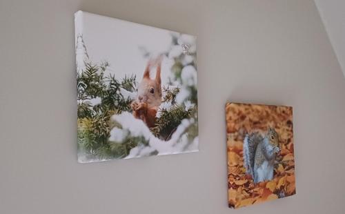 two pictures of squirrels on a wall next to a picture at L'Écureuil - Terrasses de Malmedy in Malmedy
