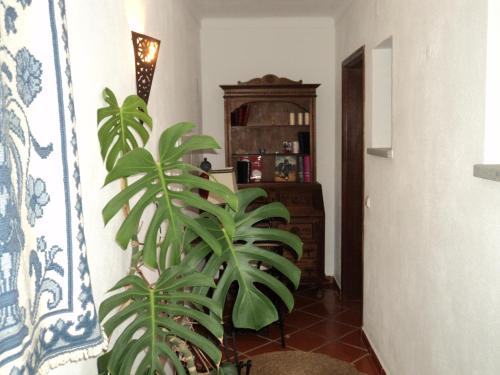 a green plant in a hallway with a room at Alojamento Pero Rodrigues in Alandroal