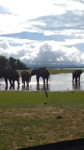 a herd of elephants walking in the water at udawalawa safari resort in Udawalawe