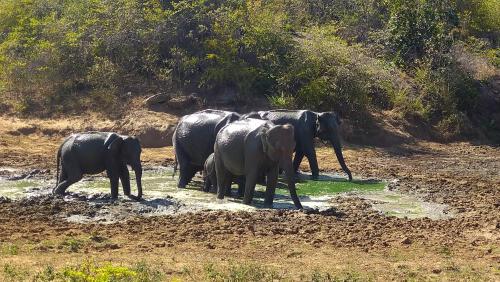 a group of elephants standing in the water at udawalawa safari resort in Udawalawe