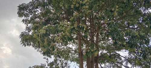 a group of trees with leaves on them at Tiu Batu Homestay in Bangsal