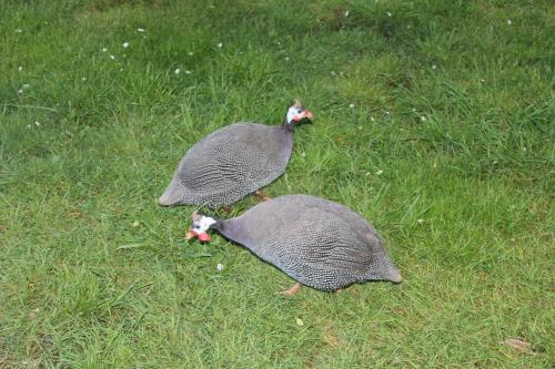 two birds walking in the grass in a field at ECOHOSTAL HUELLAS DEL BOSQUE in Valdivia