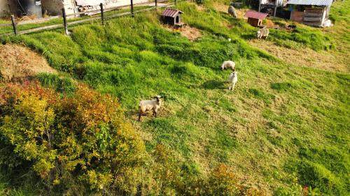 a group of sheep standing on a grassy hill at Refugio Sereno in El Manzano