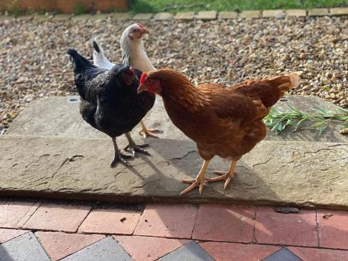 a group of chickens standing on a brick sidewalk at Beautiful Cotswold Couples Retreat in Bourton on the Water
